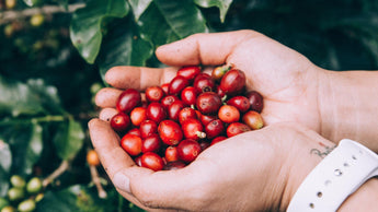 Twee handen vol vers geplukte koffiebessen. Single Estate of Single Origin koffie vertelt het verhaal van de oorsprong van de koffieboon. Koop je unieke Single Estate koffie bij De Zeeuwse Sommelier.