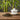 AI Image: Premium kwaliteit Oolong op een houten plank met een Gaiwan ernaast.