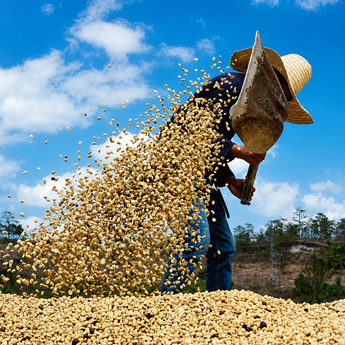 Koffieboer in Honduras die zijn groene koffiebonen keert met een grote schep.