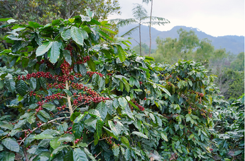 Koffie- Single Estates