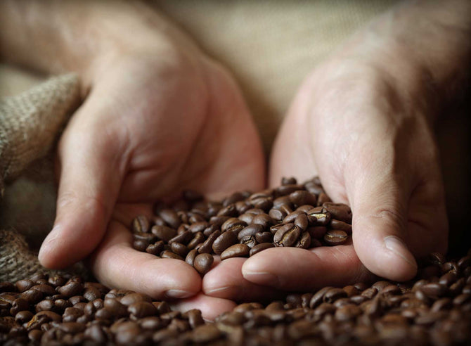 Twee handen tonen verse gebrande koffiebonen in een jute zak.